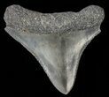 Serrated, Juvenile Megalodon Tooth #69336-1